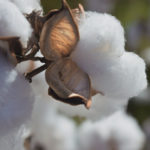 Cotton as material for the ecological waterproof membrane
