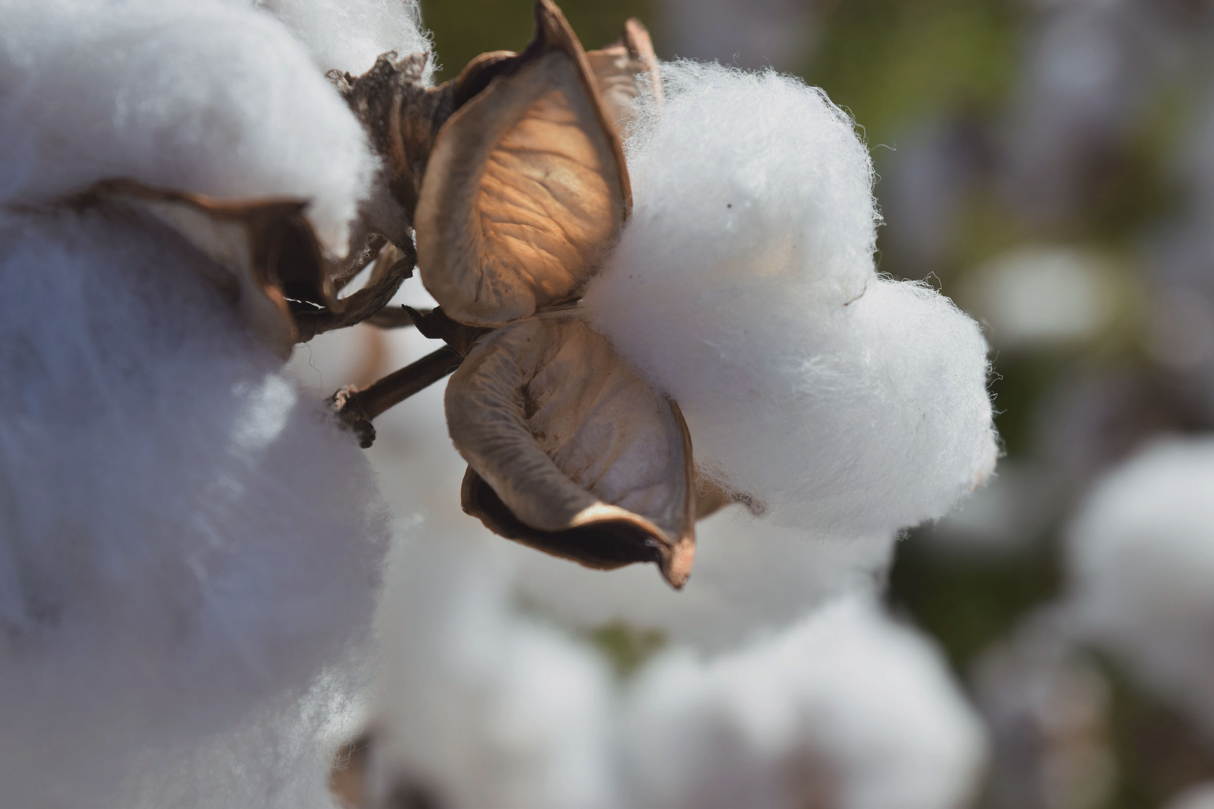 Cotton as material for the ecological waterproof membrane
