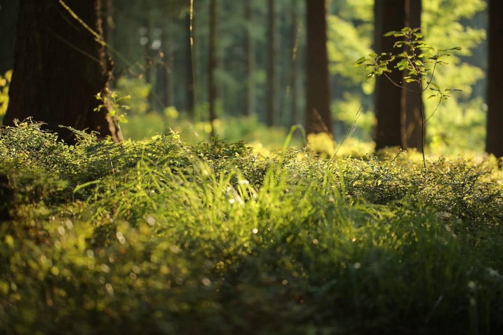 forest symbolizing part of philosophy of beecoat for natural environments