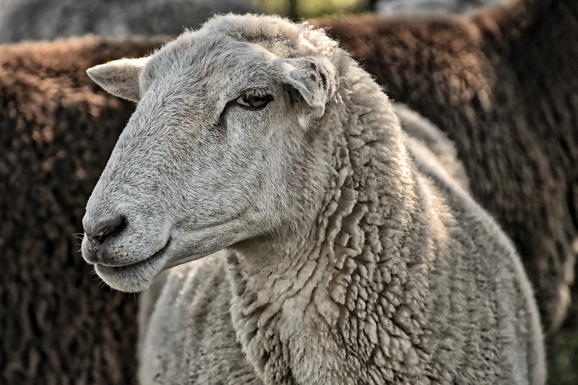 wool as a material for the ecological waterproof beecoat membrane