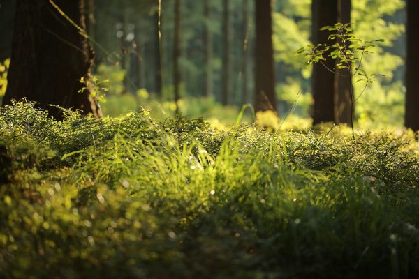 forest symbolizing part of philosophy of beecoat for natural environments